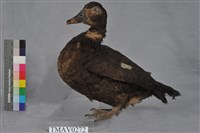 藏品(疣鼻栖鴨)的圖片